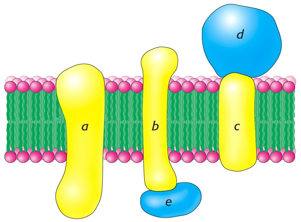 Ενσωµατωµένες (a,b,c) και