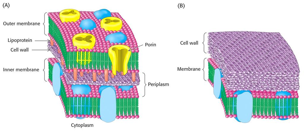 Μεµβράνες προκαρυωτικών οργανισµών Εξωτερική µεµβράνη Λιποπρωτεϊνη Κυτταρικό τοίχωµα Εσωτερική µεµβράνη Κυτταρικό τοίχωµα Μεµβράνη