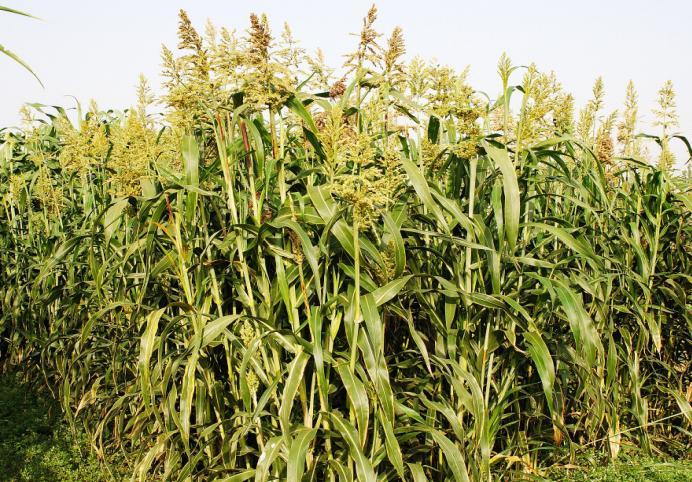 5.2 Γλυκό σόργο Το γλυκό σόργο (Sorghum bicolor {L.