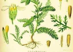 Το όνομα του είδους millefolium είναι λατινικό και σημαίνει "χίλια φύλλα". Ο Διοσκουρίδης το χρησιμοποιούσε ως αιμοστατικό.