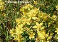 Υπερικό (Hypericum perforatum) Hypericaceae σπαθόχοροτο, βαλσαμόχορτο, λειχηνόχορτο, περίκη, χελωνόχορτο, κοψοβότανο, ψειροβότανο, κουκτσούδι