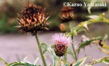 Cynara scolymus (Asteraceae) Τα φύλλα της αγκινάρας αποτελούν Παραδοσιακό φαρμακευτικό προϊόν φυτικής προέλευσης για Την συμπτωματική ανακούφιση