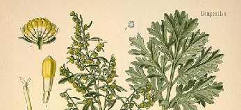 Artemisia absinthium (Asteraceae) Η πόα