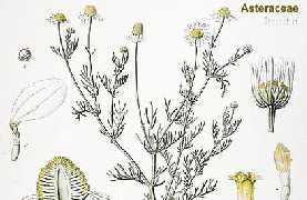 Χαμομήλι (Matricaria chamomilla L.