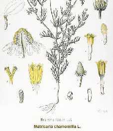 Χαμομήλι (Matricaria chamomilla L. - Asteraceae) χαμαίμηλο, χαμομάθαις, ασπρολούλουδο, μαρτολούλουδο, παναιρίτσα Α.
