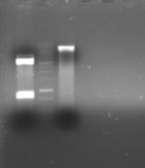 Τα κλάσματα του ανοιχτού φορέα pet 15b (5708bp) και του γονίδιο VIM12 (801bp) (Εικόνα 30) που προέκυψαν από την ανάλυση με τα ένζυμα περιορισμού NdeI και BamHI του πλασμιδιακού DNA με το