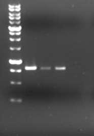 Η ηλεκτροφόρηση προϊόντος PCR που πραγματοποιήθηκε σε πλασμιδιακό DNA από μετασχηματισμένα κύτταρα BL 21. 2.6.