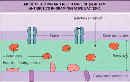 β-λακταμάσες και η ταξινόμησή τους Εικόνα 9. Τρόπος δράσης των β-λακταμασών στα Gram αρνητικά βακτήρια.