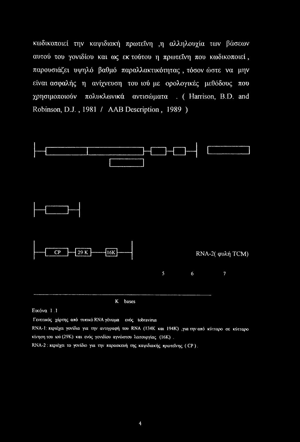 , 1981 / AAB Description, 1989 ) CP 29 Κ 16Κ RNA-2( φυλή TCM) 5 6 7 Εικόνα 1.1 K bases Γενετικός χάρτης από τυπικό RNA γένωμα ενός tobravirus RNA-!