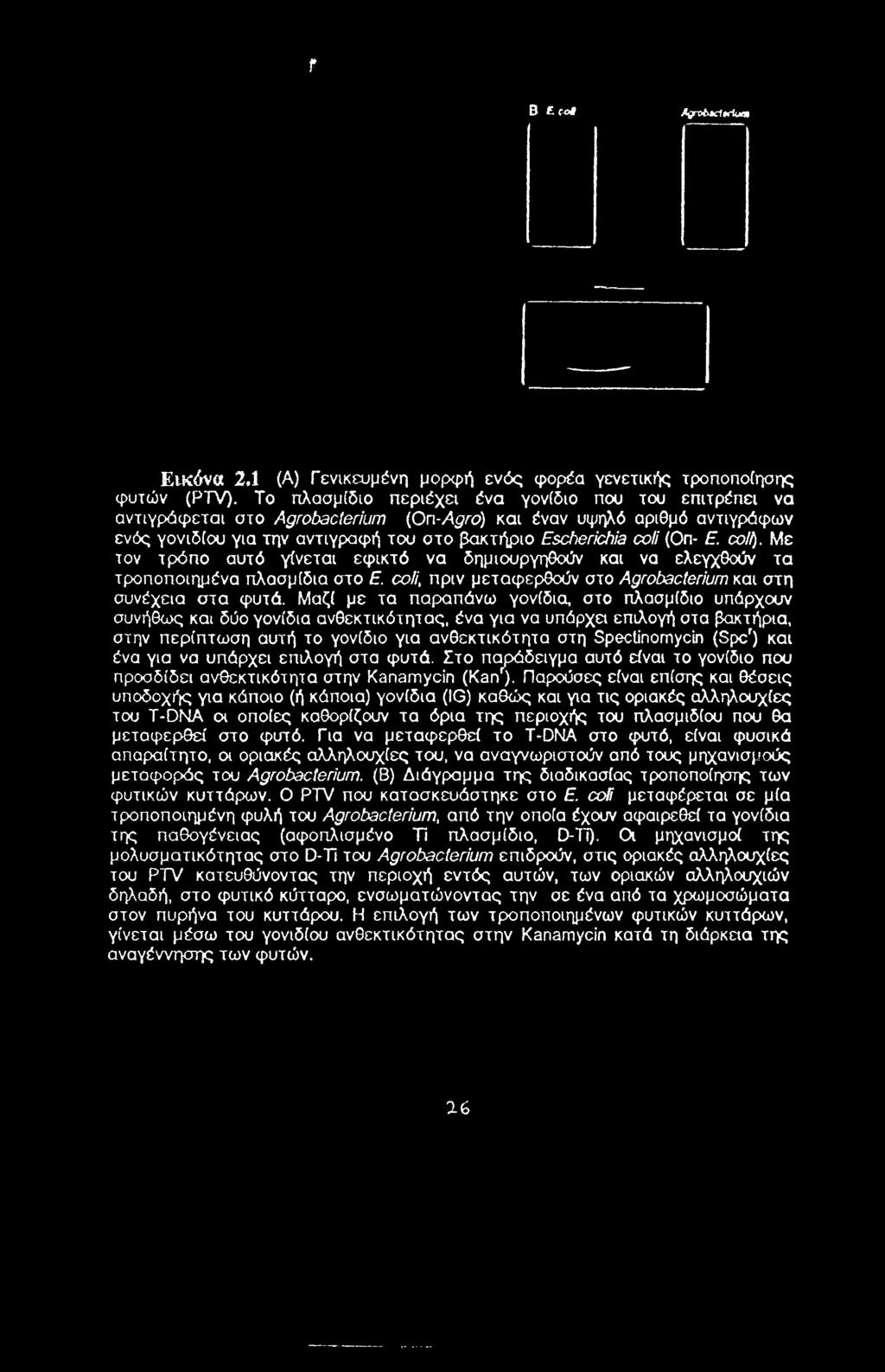 coif). Με τον τρόπο αυτό γίνεται εφικτό να δημιουργηθούν και να ελεγχθούν τα τροποποιημένα πλασμίδια στο Ε. coli, πριν μεταφερθούν στο Agrobacterium και στη συνέχεια στα φυτά.