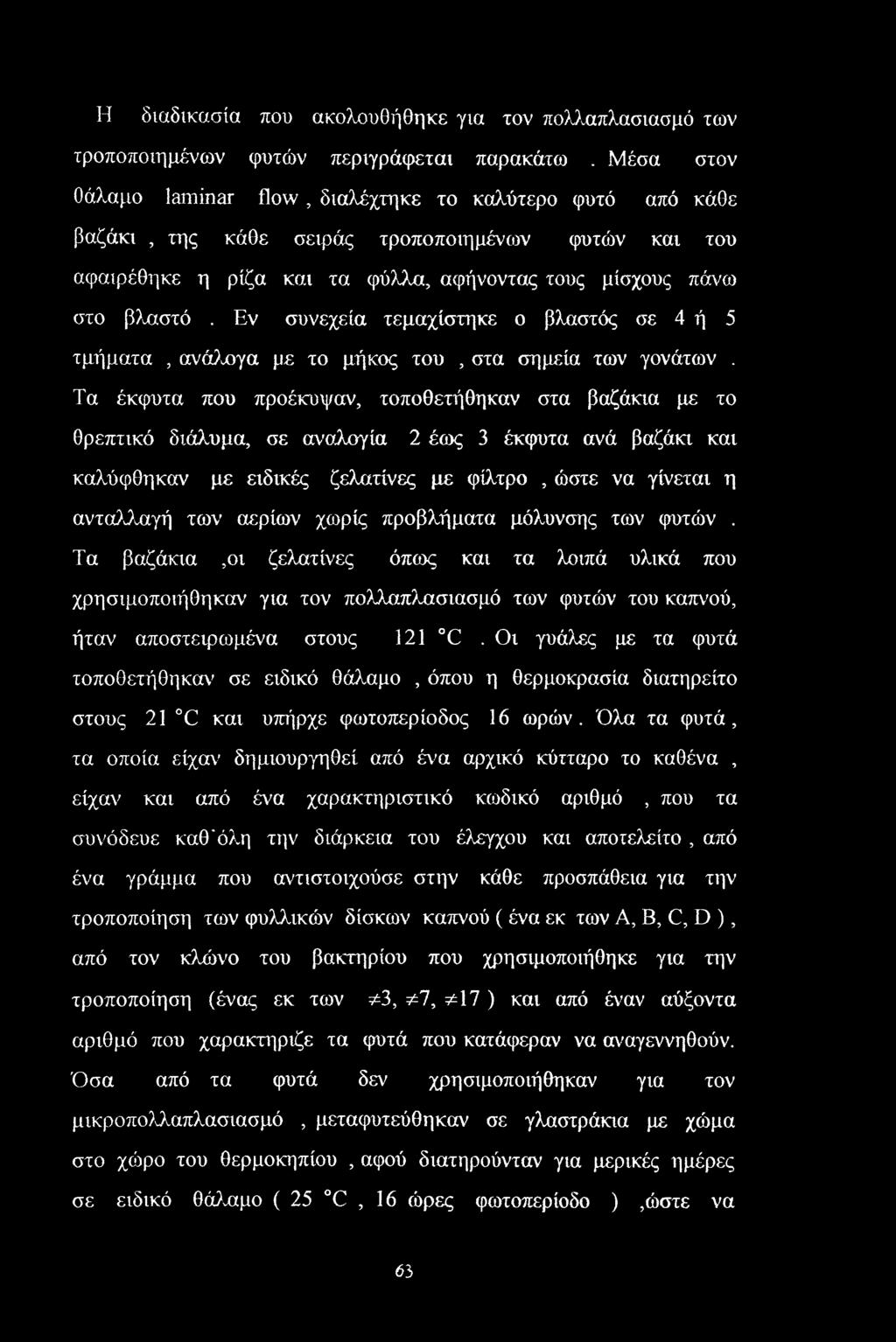 Εν συνεχεία τεμαχίστηκε ο βλαστός σε 4 ή 5 τμήματα, ανάλογα με το μήκος του, στα σημεία των γονάτων.