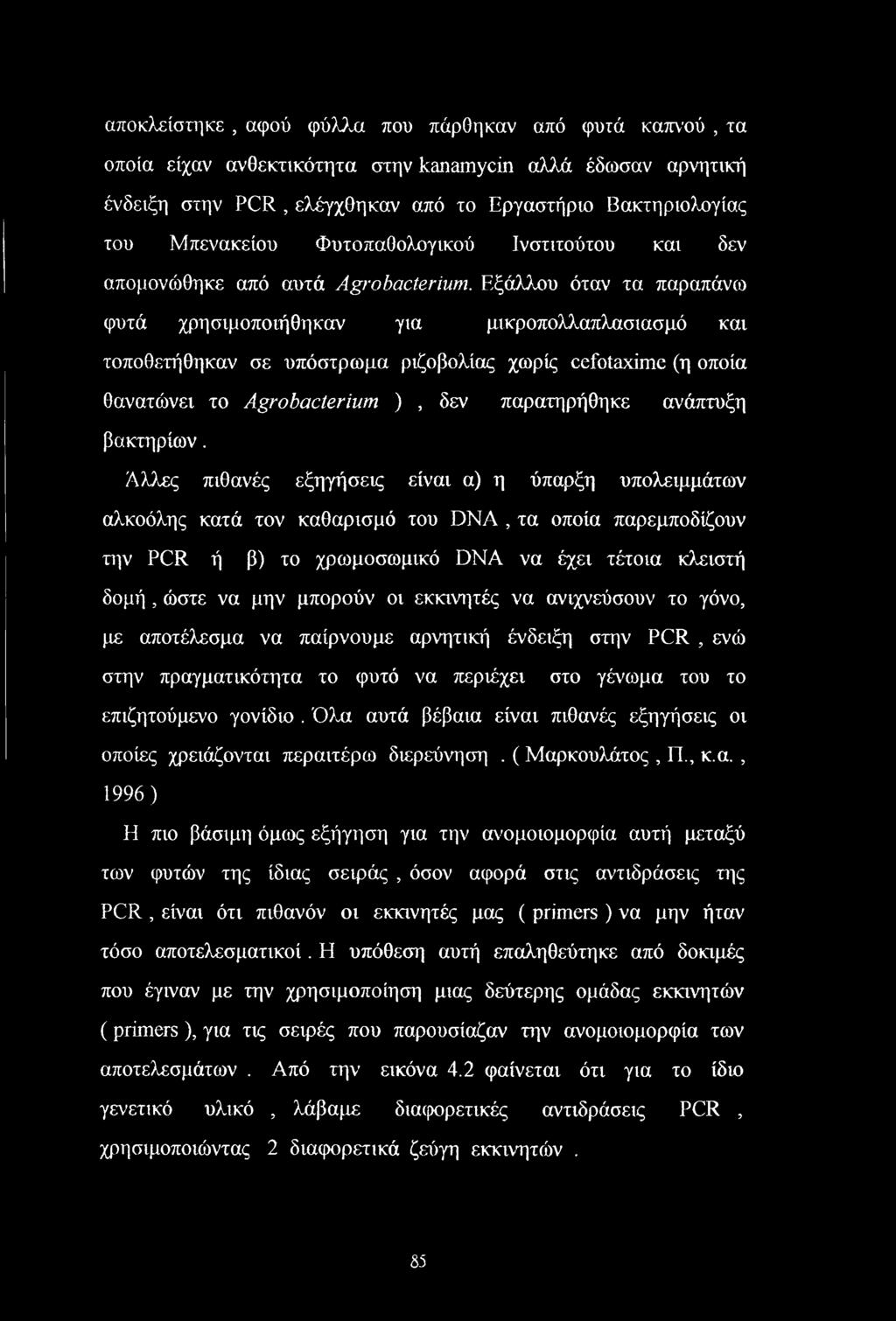 Εξάλλου όταν τα παραπάνω φυτά χρησιμοποιήθηκαν για μικροπολλαπλασιασμό και τοποθετήθηκαν σε υπόστρωμα ριζοβολίας χωρίς cefotaxime (η οποία θανατώνει το Agrobacterium ), δεν παρατηρήθηκε ανάπτυξη