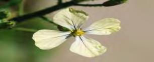 Εικόνα 5: Το φυτό ρόκα (Eruca sativa) Η ρόκα είναι χειμωνιάτικο φυτό ενώ ανθίζει από τον Μάρτιο ως τον Ιούνιο.