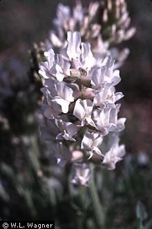 Oxytropis sericea Fabaceae