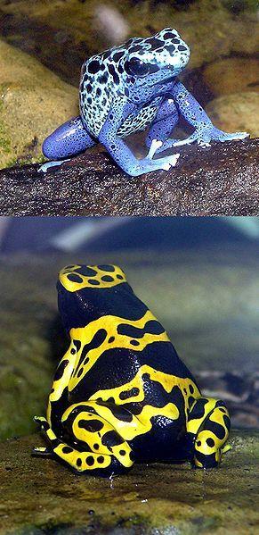 Dendrobates azureus Pumiliotoxin: προκαλεί μυϊκή παράλυση ή/και