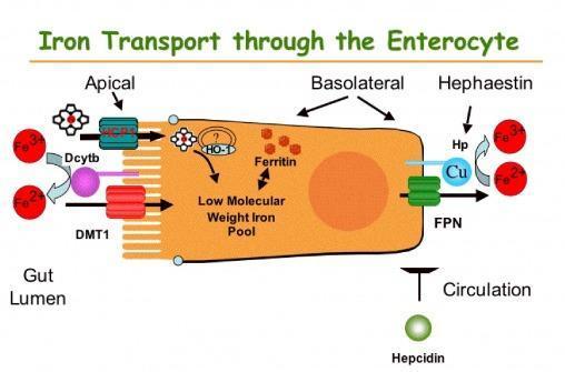 Σχ. 2: Η απορρόφηση του σιδήρου από το εντερικό επιθηλιακό κύτταρο (Πηγή: www.nst.berkeley.