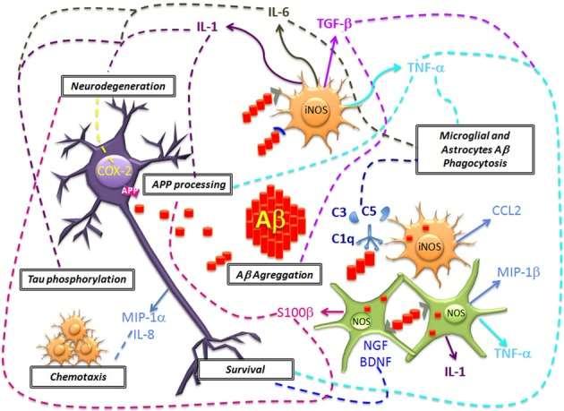 Neuronal damage and Aβ deposition triggers microglial and astrocytes activation and