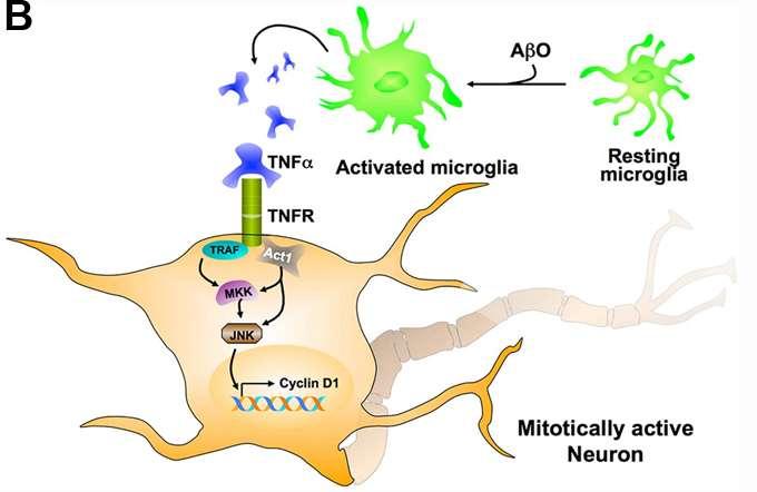 Microglial Neuroinflammation can trigger Neuronal Cell Cycle Events (CCEs) neuroinflammation, cell autonomous to