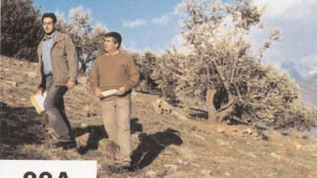 Με τους κανονισµούς 1513/01 και 1334/02 παρακράτησε από την ενίσχυση στην παραγωγή 0,8% για τη διετία 2002/03 και 2003/04, προκειµένου να χρη- µατοδοτήσει τις «Οργανώσεις Ελαιουργικών Φορέων» για την