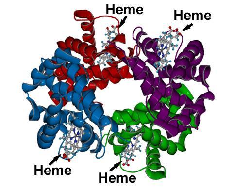 ΑΙΜΟΣΦΑΙΡΙΝΗ α1 α2 β1 β2 Αίμη: α-αλυσίδα με ιστιδίνη στην θέση 87 β-αλυσίδα με ιστιδίνη