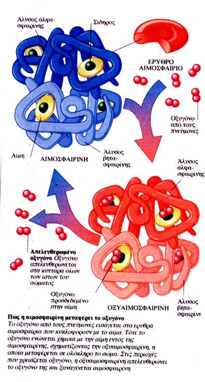2. Δομή του βασικού συστατικού των ερυθρών αιμοσφαιρίων της