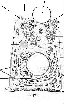 Γαλακτικό Κύτταρο Μικρολάχνες Λιποσφαίριο (Συνένωση λιποσταγονιδίων) Μιτοχόνδριο Λιποσταγονίδια Ενδοπλασματικό δίκτυο (Εστεροποίηση Λ.Ο.