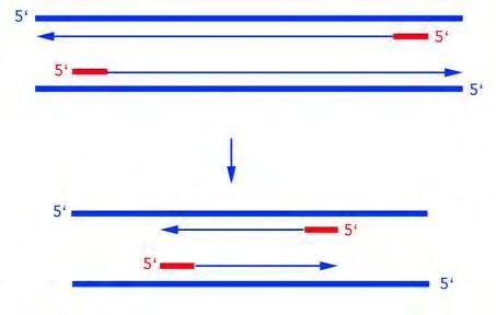 B. Διπλή PCR (nested PCR) Το κύριο χαρακτηριστικό της PCR είναι η ιδιαίτερα υψηλή ευαισθησία της μεθόδου. Η ευαισθησία είναι δυνατόν να αυξηθεί χρησιμοποιώντας την διπλή PCR (nested PCR).