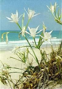ΚΕΦΑΛΑΙΟ ΕΥΤΕΡΟ 2. Pancratium maritimum 2.