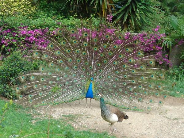 Παγώνια (Pavo cristatus) Η εντυπωσιακή ουρά στα παγώνια είναι το κύριο στοιχείο προσέλκυσης του θηλυκού.