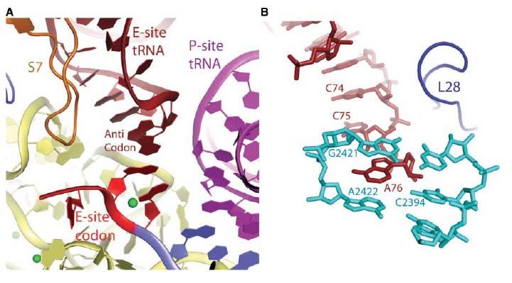 Στην Ε θέση η βάση Α76 του trna παρεμβάλλεται μεταξύ των βάσεων G2421 και A2422 του 23S RNA και αλληλεπιδρά με τη διατηρημένη βάση C2394 (Σχήμα 1.11.). Σχήμα 1.11.: Α) Αλληλεπιδράσεις της Ε-θέσεως στο ριβόσωμα.