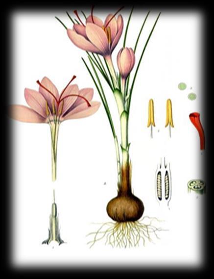 Шафранот се добива од растението Crocus sativus Lineaus кое припаѓа на фамилијата Iridacae.