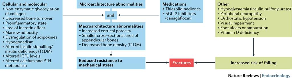 Mechanisms underlying bone loss and fractures in type 2diabetes mellitus Napoli, N. et al.
