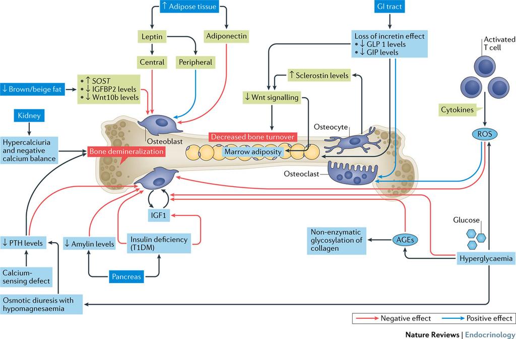 Cellular and molecular mechanisms of bone diseases in diabetes mellitus Napoli, N. et al.