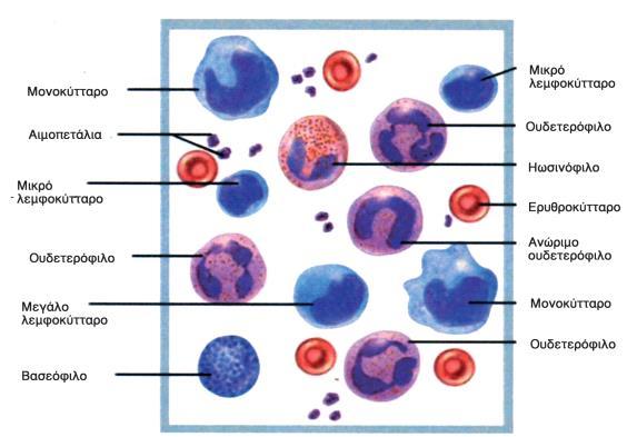 2 Τα λεμφοκύτταρα προέρχονται από τους λεμφοβλάστες και είναι κύτταρα του ερυθρού μυελού των οστών και δημιουργούνται από τα αρχεογόνα αιμοποιητικά κύτταρα.