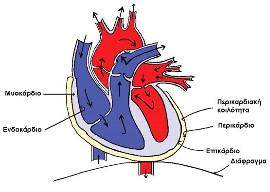 8 2)Μυοκάρδιο: αποτελείται από μυϊκό ιστό του οποίου η σύσπαση διώχνει το αίμα από την καρδία. Η αριστερή κοιλία της καρδιάς έχει μεγαλύτερο και παχύτερο τοίχωμα μυοκάρδιού από την δεξιά κοιλία.