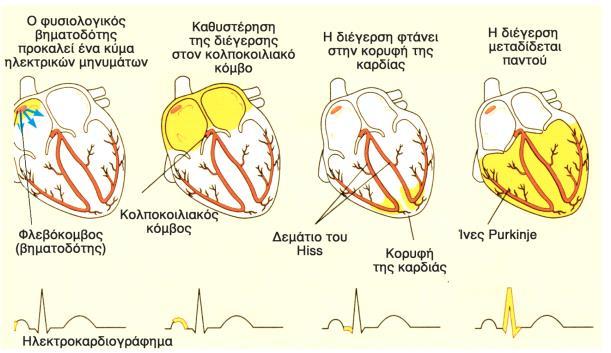 9 Μηχανισμός διέγερσης της καρδιάς και καρδιακός κύκλος. Η καρδία διαθέτει ένα σύστημα για την ρυθμική συστολή των κόλπων και των κοιλιών. Το σύστημα αυτό ονομάζεται μηχανισμός διέγερσης της καρδίας.