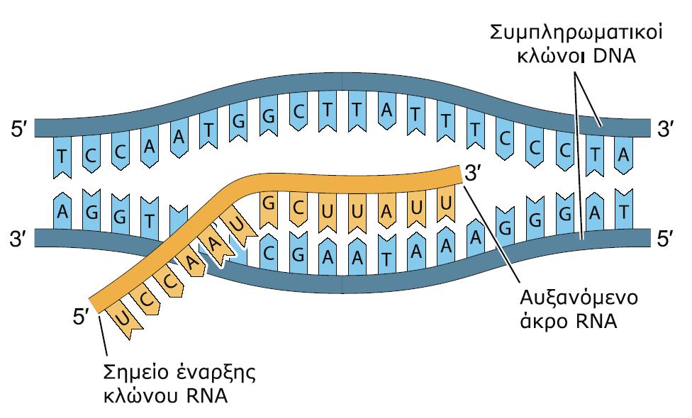 Ο ένας κλώνος του DNA μεταγράφεται σε RNA Ανασυνδυασμένο DNA.