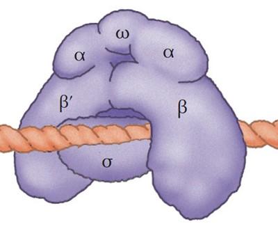 Προκαρυωτική RNA πολυμεράση Βακτηριακή πολυμεράση Η RNA πολυμεράση έχει 44 τύπους υπομονάδων.