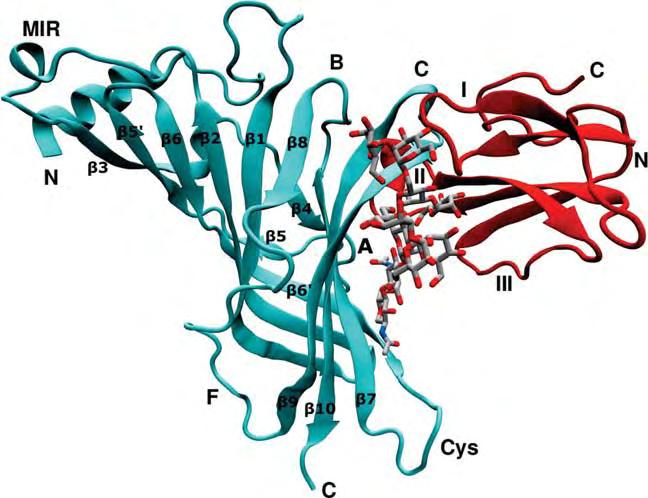 N. Dimitropoulos et al. Figure 1 Crystal structure of the mouse nachr a1-ecd bound to a-bungarotoxin (a-btx).