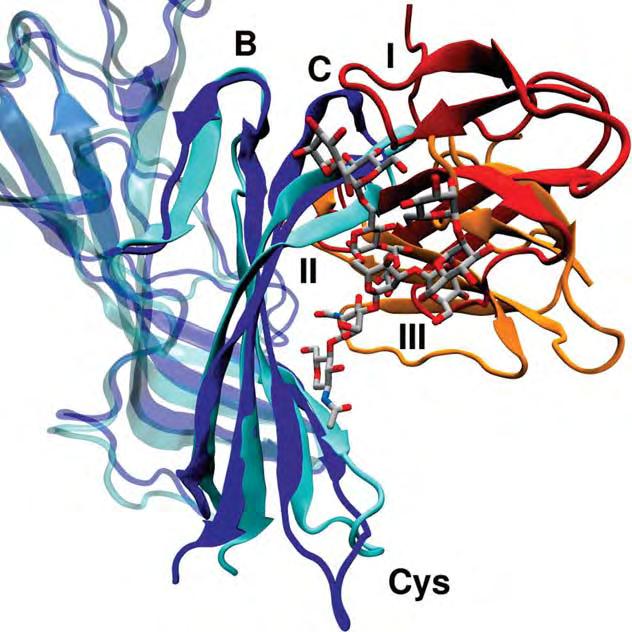 N. Dimitropoulos et al. Figure 2 Comparison of the non-glycosylated and the glycosylated model of the mouse a1 ECD-a-Btx complex after 20 ns of MD simulations.