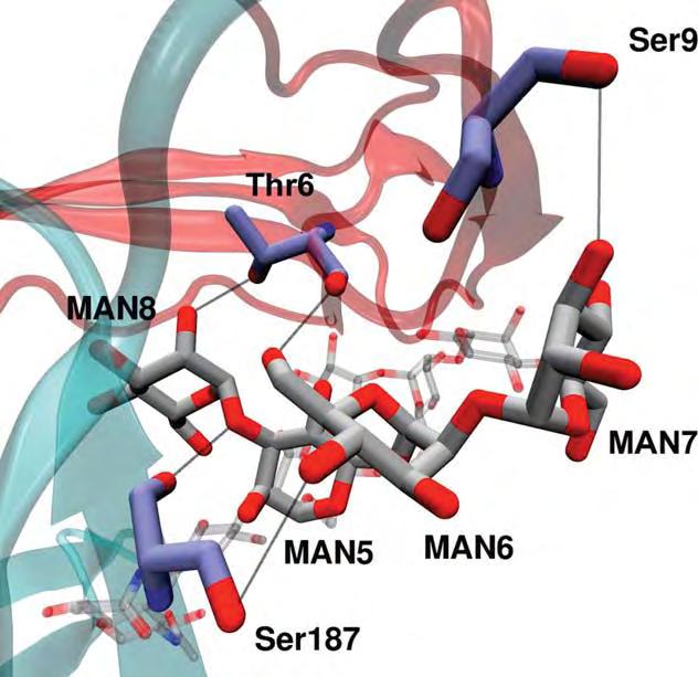 Ser9 MAN8 Ser187, Val188, Thr189 Thr6, Val40 MAN11 Ala7, Val14, Thr15 Residues involved in van der Waals interactions are in plain font and those forming hydrogen bonds are in bold.