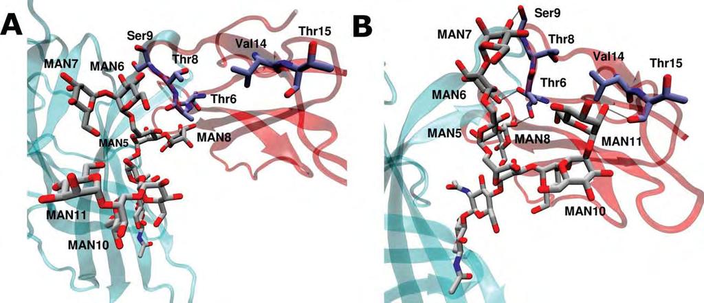 N. Dimitropoulos et al. Figure 7 Snapshots of the human nachr a1 ECD in complex with a-btx taken at the beginning (A) and at the end (B) of the MD simulations.