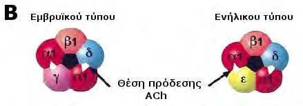 [13,14] Η παρουσία της γ ή της ε υπομονάδας στο πενταμερές μόριο του υποδοχέα επηρεάζει τα μεταβολικά και φαρμακολογικά χαρακτηριστικά του, καθώς και την αγωγιμότητα του ιοντικού καναλιού.