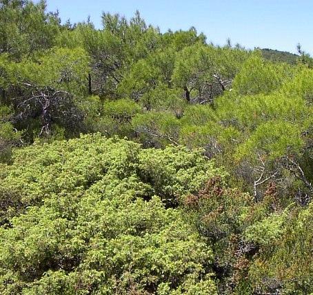 Η ταχύτητα διάδοσης και το µήκος φλόγας είναι πολύ χαµηλά. 6.