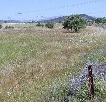 Ο κύριος φορέας της φωτιάς στο µοντέλο SH2 είναι ξυλώδεις θάµνοι και ξηροτάπητας.