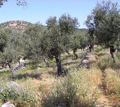Η ταχύτητα διάδοσης και το µήκος της φλόγας είναι χαµηλά. 8.