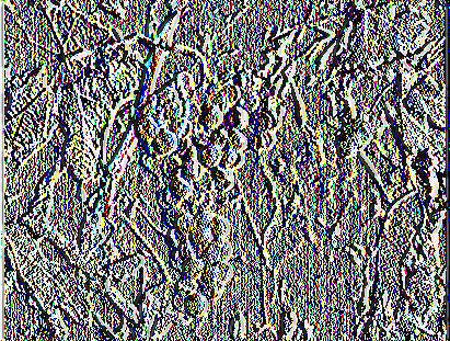 Οι αμπελώνες με την ποικιλία Βηλάνα μορφώνονται σε αμφίπλευρο ρουαγιά με βραχύ κλάδεμα καρποφορίας. Εικόνα 3.
