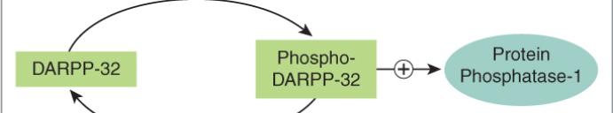 Dopaminergični receptorji Sklopljeni s proteinom G D1, D2, D3, D4 in D5 D1