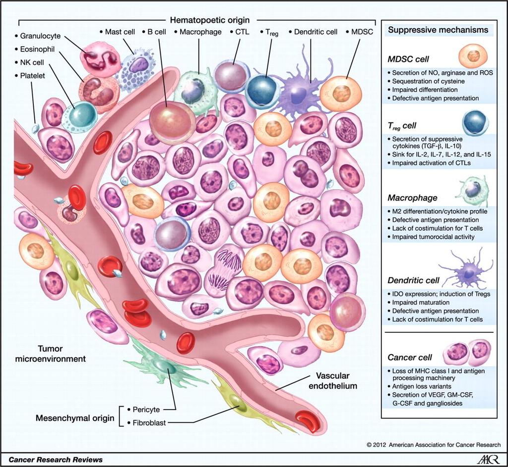 Εικόνα 4: Κυτταρικοί πληθυσμοί του μικροπεριβάλλοντος του όγκου. Ινοβλάστες, ενδοθηλιακά κύτταρα, κύτταρα του ανοσοποιητικού.