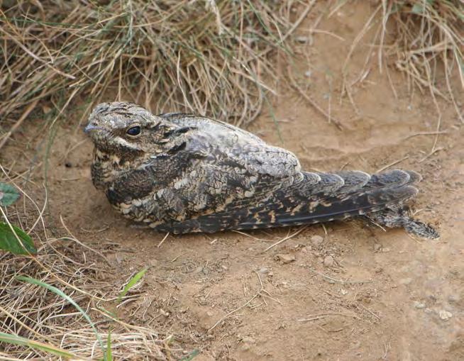 Τάξη: Caprimulgiformes (Αιγοθηλόµορφα) Οικογένεια: Caprimulgidae (Αιγοθηλίδες) Είδος: Caprimulgus europaeus (Γιδοβύζι - Γιδοβυζάστρα) Γνωρίσµατα: Είναι ένα πολύ ξεχωριστό πουλί όσον αφορά στην